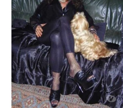 Animaux perdus Yvetot Seine-Maritime - Photos Vivastreet Cherche gros chien campagnard