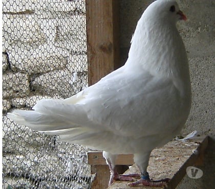 Vente animaux Bagneaux sur Loing Seine-et-Marne - Photos Vivastreet Pigeons de chair