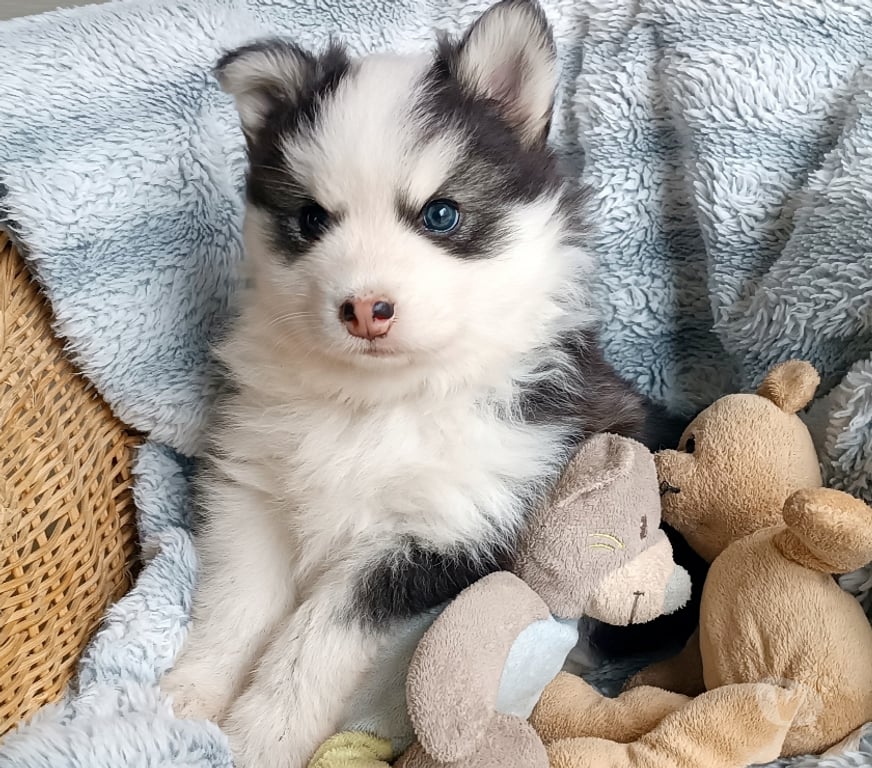 Vente Seine-Saint-Denis Noisy le Grand - 93160 - Photos Vivastreet Magnifiques chiots pomsky F4
