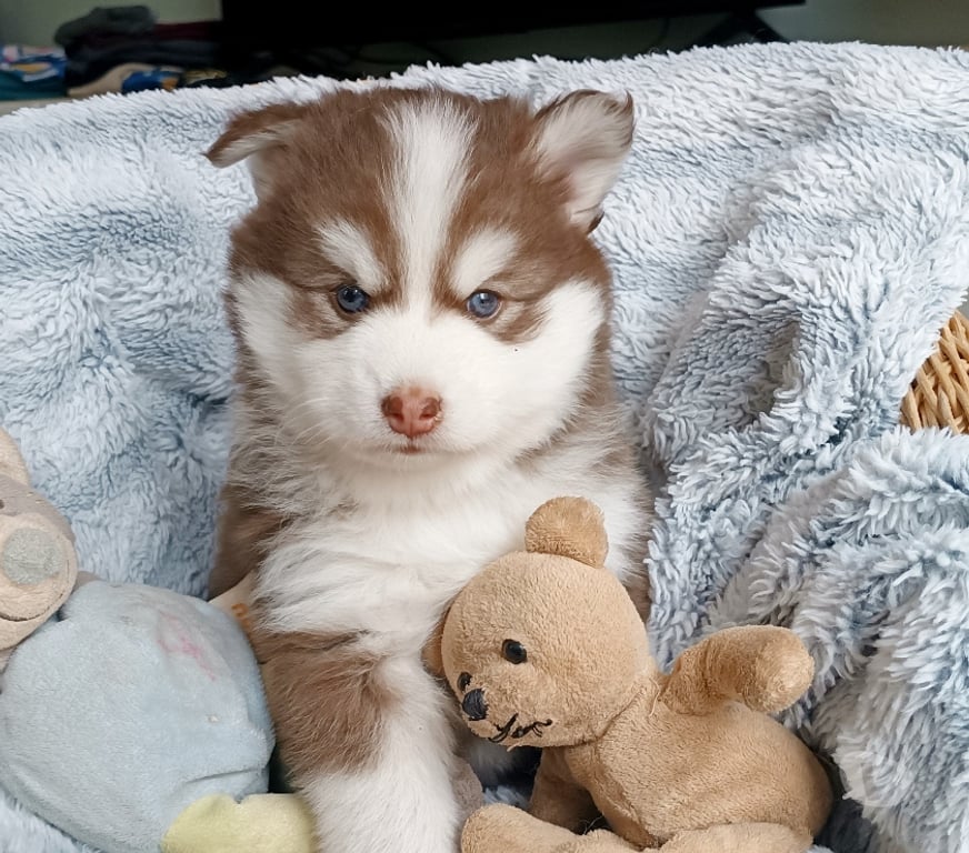 Vente Seine-Saint-Denis Noisy le Grand - 93160 - Photos Vivastreet Magnifiques chiots pomsky F4