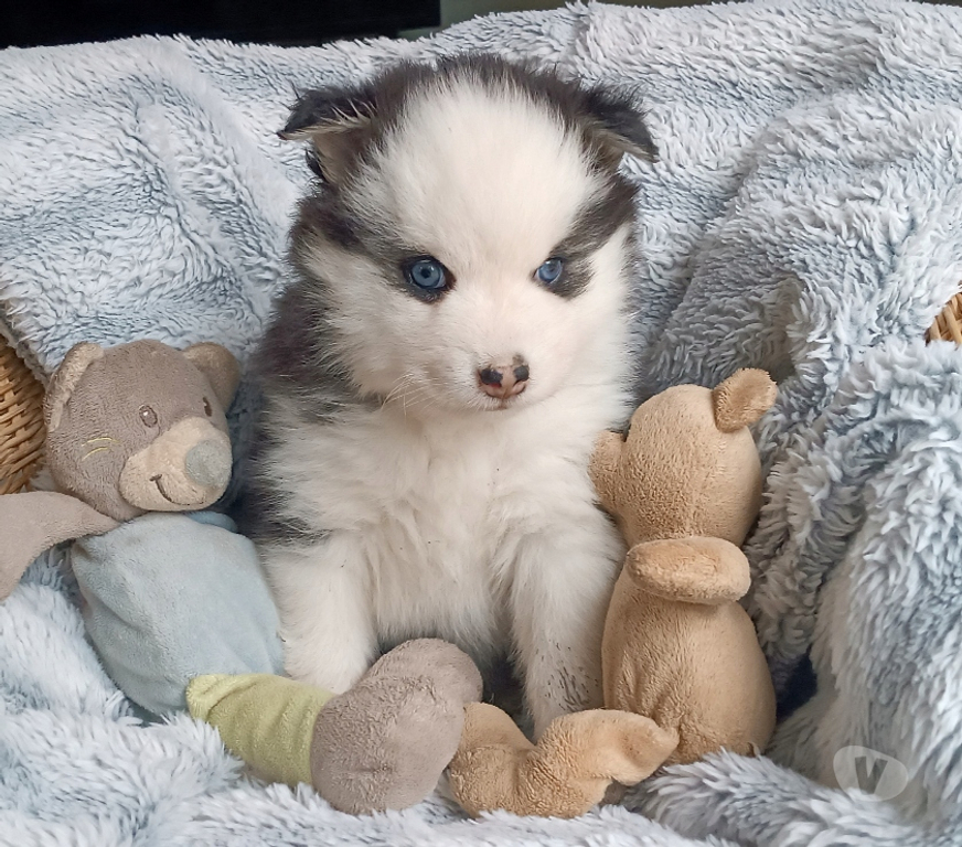 Vente Seine-Saint-Denis Noisy le Grand - 93160 - Photos Vivastreet Magnifiques chiots pomsky F4