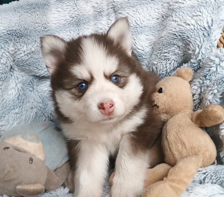 Vente Seine-Saint-Denis Noisy le Grand - 93160 - Photos Vivastreet Magnifiques chiots pomsky F4
