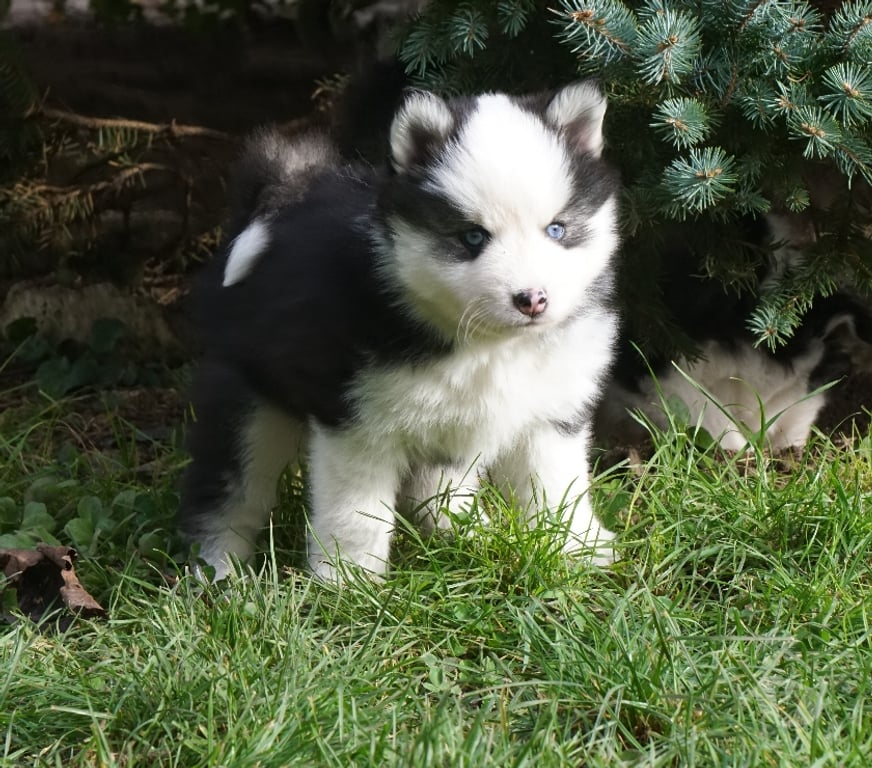 Vente Seine-Saint-Denis Noisy le Grand - 93160 - Photos Vivastreet Magnifiques chiots pomsky F4