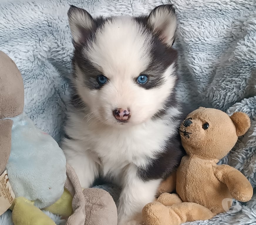 Vente Seine-Saint-Denis Noisy le Grand - 93160 - Photos Vivastreet Magnifiques chiots pomsky F4