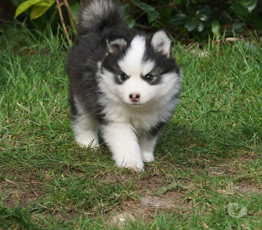 Vente Seine-Saint-Denis Noisy le Grand - 93160 - Photos Vivastreet Magnifiques chiots pomsky F4