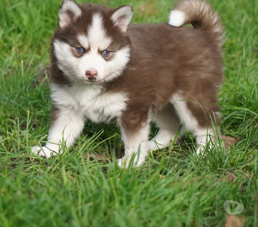 Vente Seine-Saint-Denis Noisy le Grand - 93160 - Photos Vivastreet Magnifiques chiots pomsky F4
