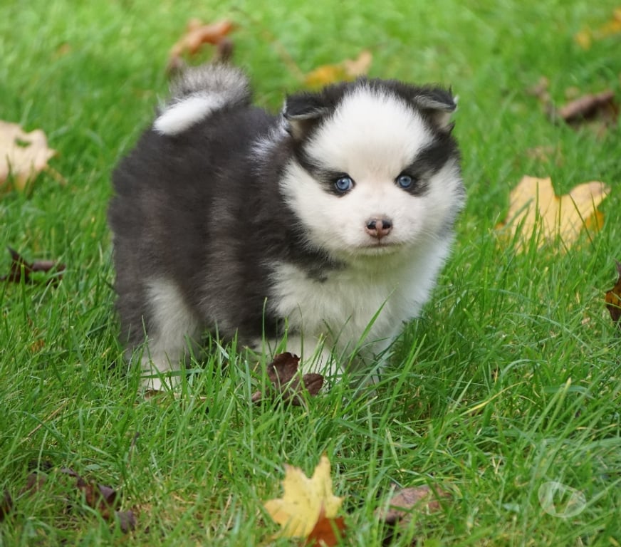 Vente Seine-Saint-Denis Noisy le Grand - 93160 - Photos Vivastreet Magnifiques chiots pomsky F4