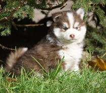 Magnifiques chiots pomsky F4