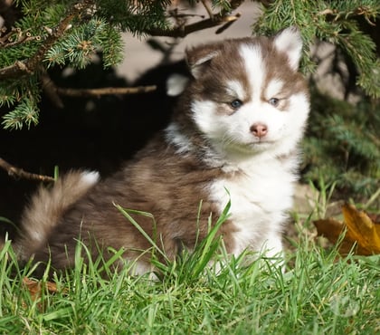 Vente animaux Noisy le Grand Seine-Saint-Denis - Photos Vivastreet Magnifiques chiots pomsky F4