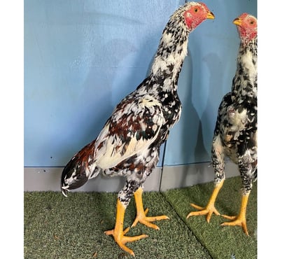 Don animaux Laon Aisne - Photos Vivastreet Coq et Poule de bonne souche