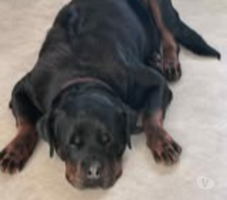 Don animaux Drôme St Rambert d'Albon - 26140 - Photos Vivastreet Chien NALA à l adoption