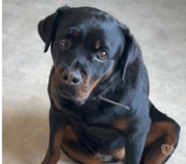 Chien NALA à l adoption