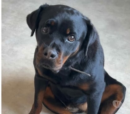 Don animaux St Rambert d'Albon Drôme - Photos Vivastreet Chien NALA à l adoption