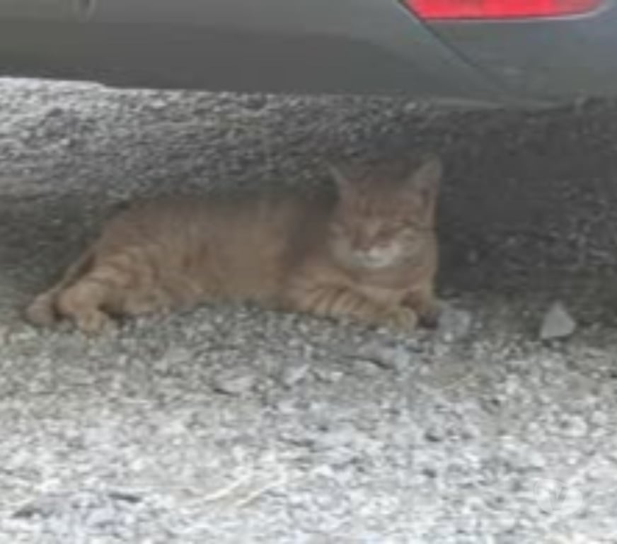 Don animaux Ardèche Privas - 07000 - Photos Vivastreet Chat CARAMEL à l adoption