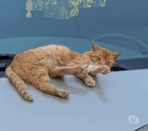 Chat CARAMEL à l adoption