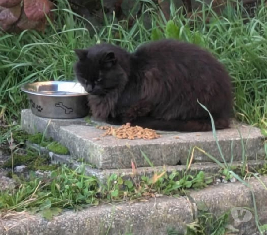 Don animaux Ardèche Privas - 07000 - Photos Vivastreet Chat NOE à l adoption