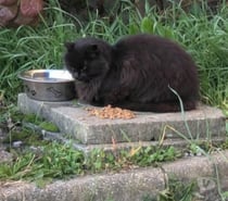 Chat NOE à l adoption