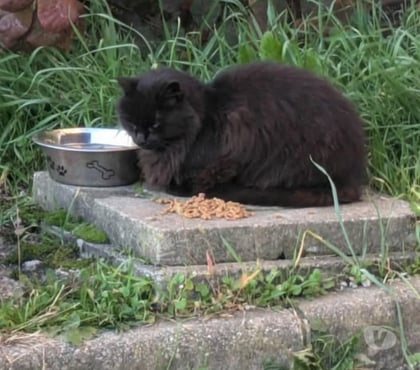 Adoption animaux Privas Ardèche - Photos Vivastreet Chat NOE à l adoption