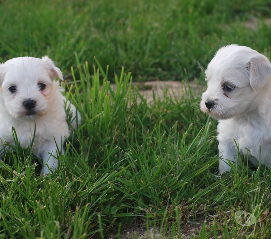 Vente Nord Bollezeele - 59470 - Photos Vivastreet BICHON MALTAIS mâle et femelle