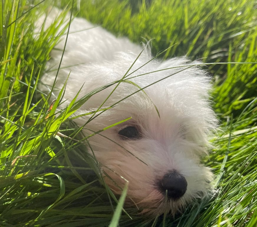 Vente Nord Bollezeele - 59470 - Photos Vivastreet BICHON MALTAIS mâle et femelle