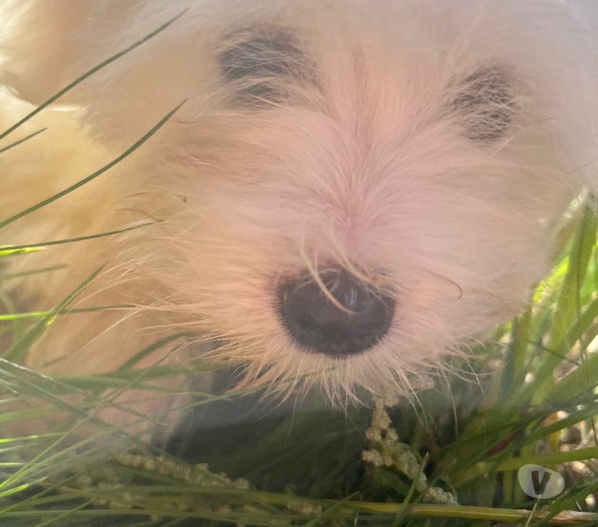 Vente Nord Bollezeele - 59470 - Photos Vivastreet BICHON MALTAIS mâle et femelle