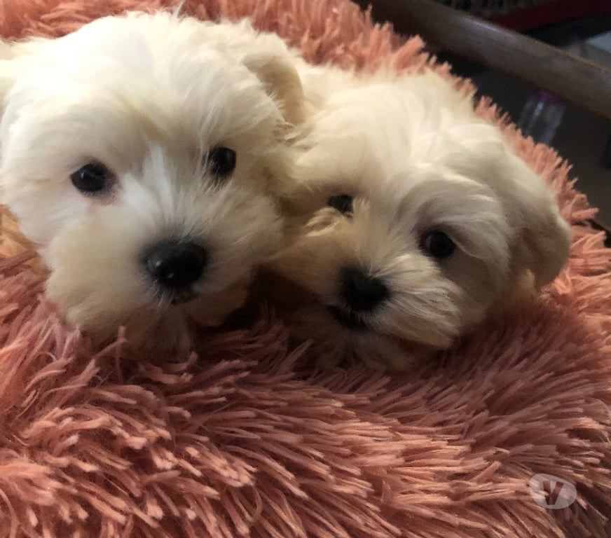 Vente Nord Bollezeele - 59470 - Photos Vivastreet BICHON MALTAIS mâle et femelle