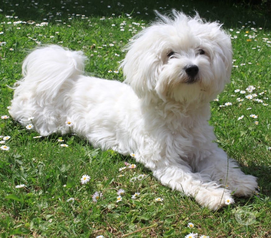 Vente Nord Bollezeele - 59470 - Photos Vivastreet BICHON MALTAIS mâle et femelle