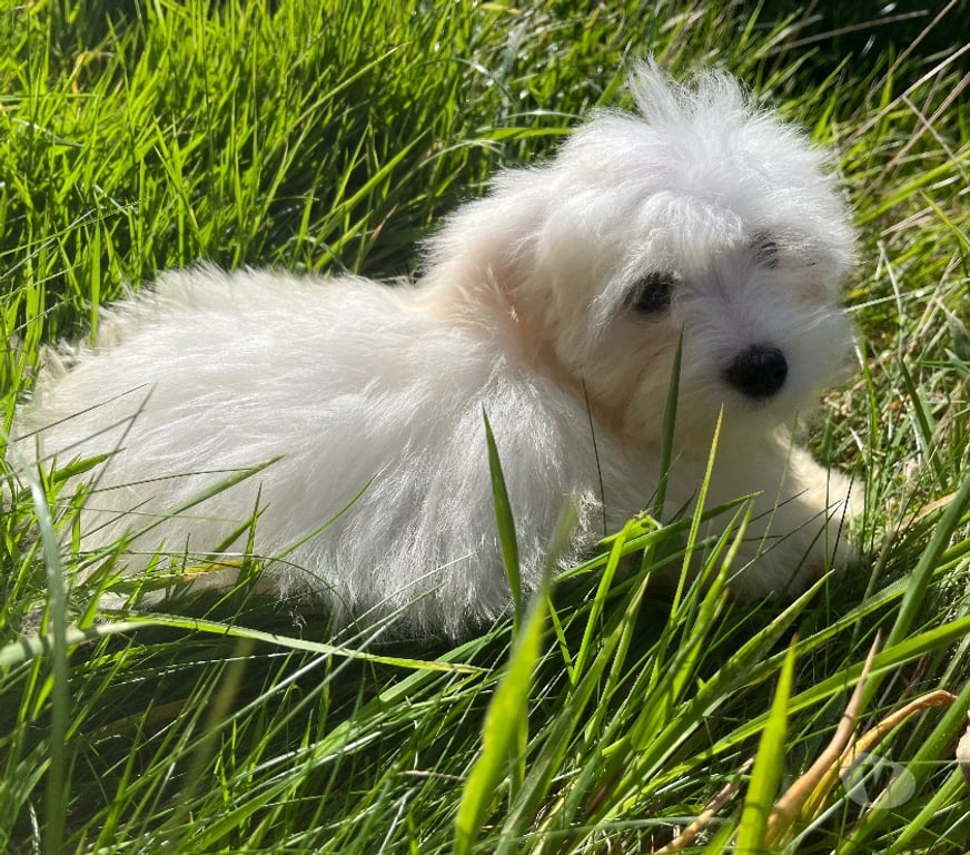 Vente Nord Bollezeele - 59470 - Photos Vivastreet BICHON MALTAIS mâle et femelle