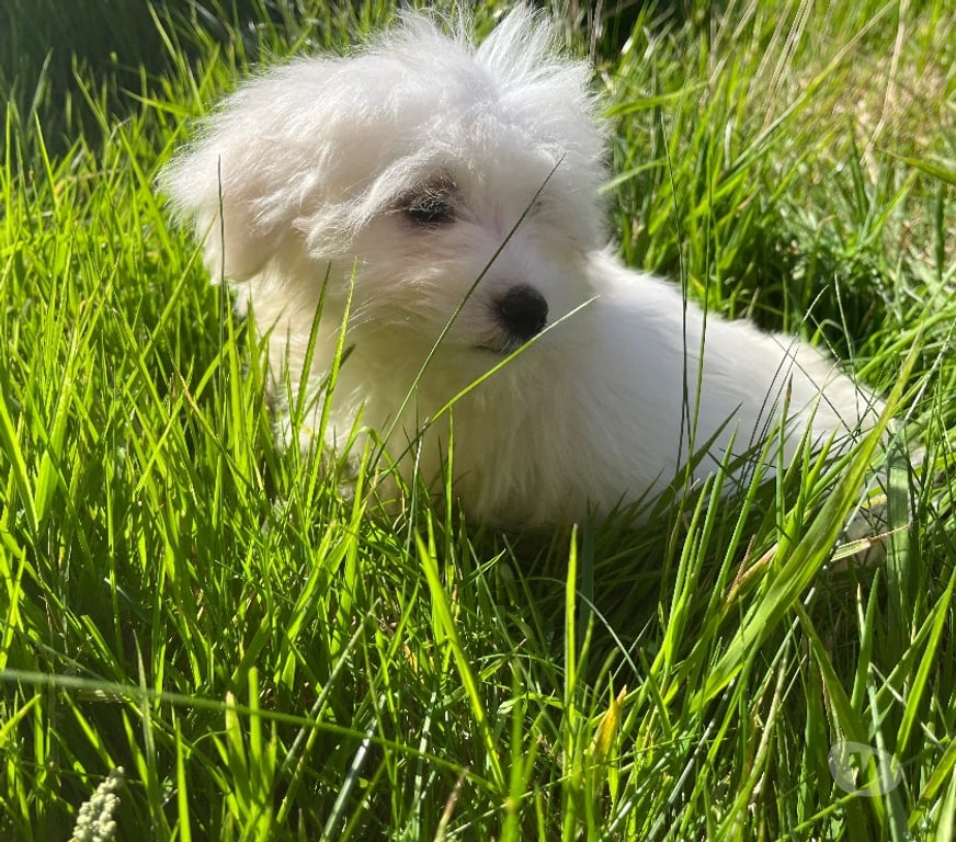 Vente Nord Bollezeele - 59470 - Photos Vivastreet BICHON MALTAIS mâle et femelle