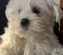 BICHON MALTAIS mâle et femelle