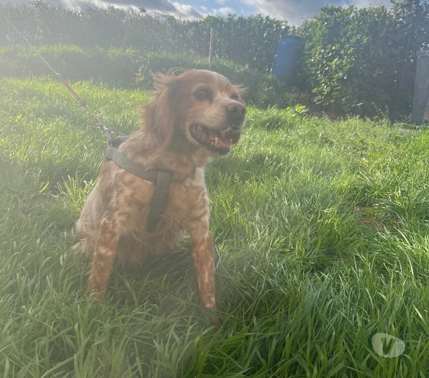 Don animaux Nord Bollezeele - 59470 - Photos Vivastreet EPAGNEUL BRETON