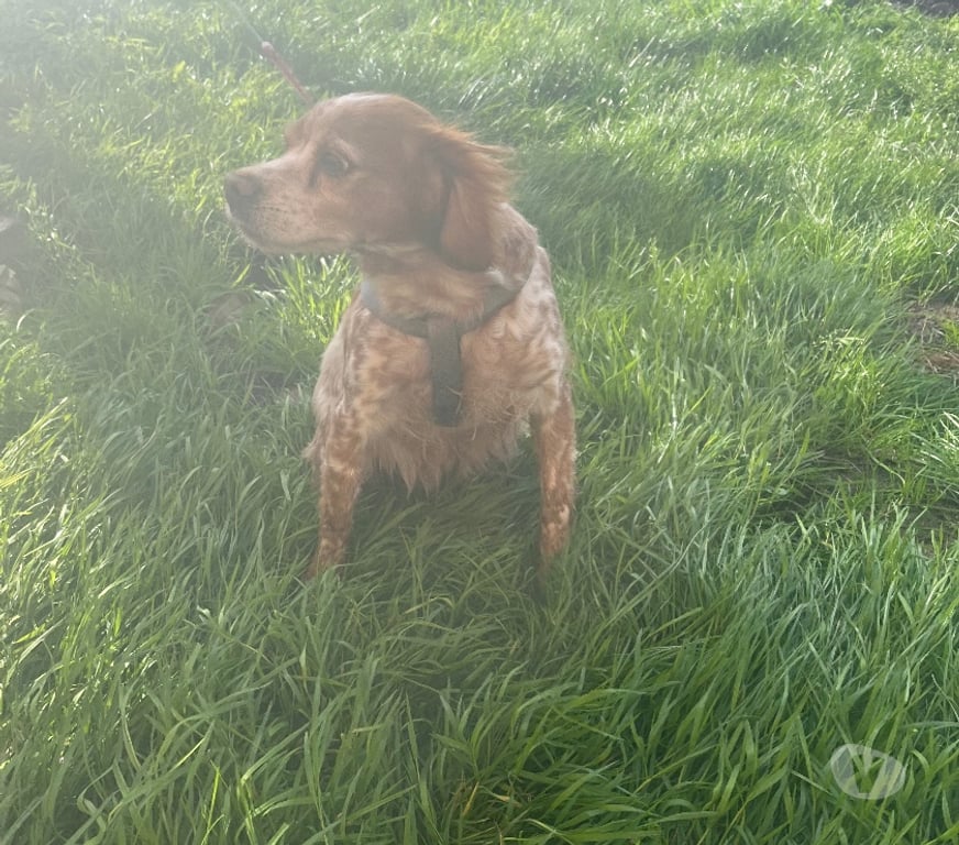 Don animaux Nord Bollezeele - 59470 - Photos Vivastreet EPAGNEUL BRETON