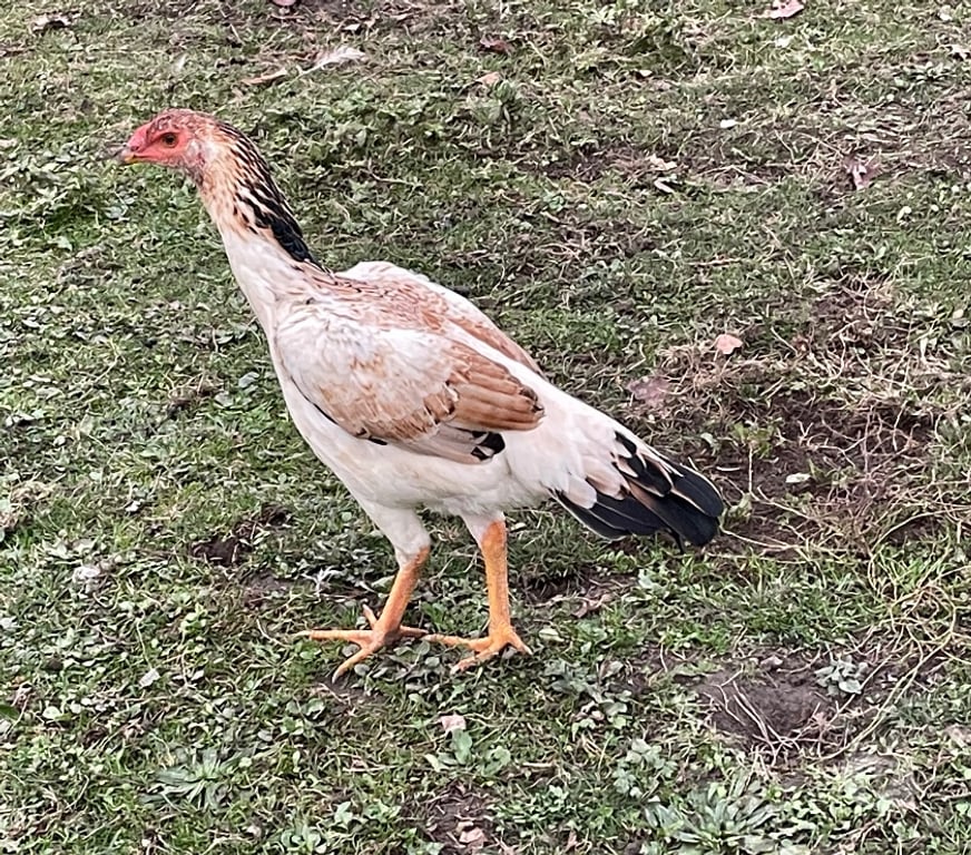 Vente Pas-de-Calais Vermelles - 62980 - Photos Vivastreet Jeune poule de race