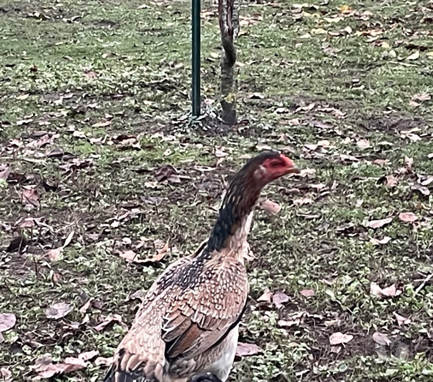 Vente Pas-de-Calais Vermelles - 62980 - Photos Vivastreet Jeune poule de race