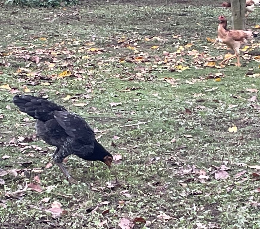 Vente Pas-de-Calais Vermelles - 62980 - Photos Vivastreet Jeune poule de race