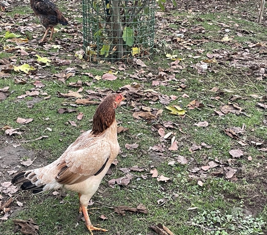 Vente Pas-de-Calais Vermelles - 62980 - Photos Vivastreet Jeune poule de race