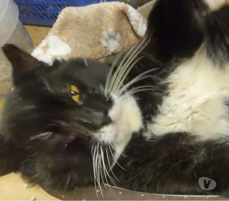 Don animaux Drôme Solerieux - 26130 - Photos Vivastreet Chat DOMINO à l adoption