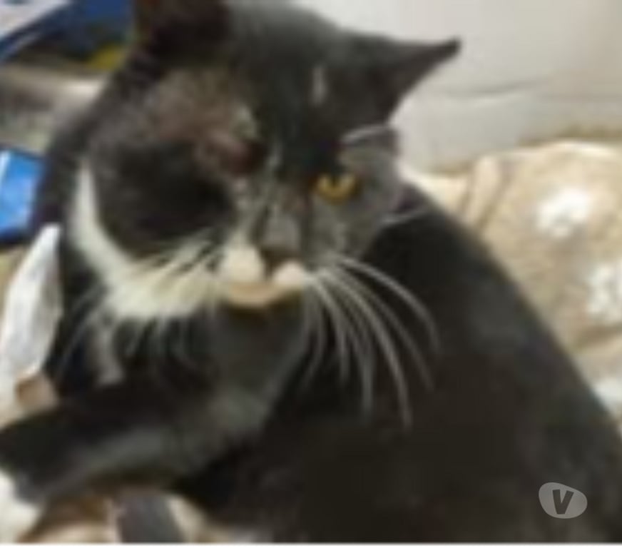 Don animaux Drôme Solerieux - 26130 - Photos Vivastreet Chat DOMINO à l adoption