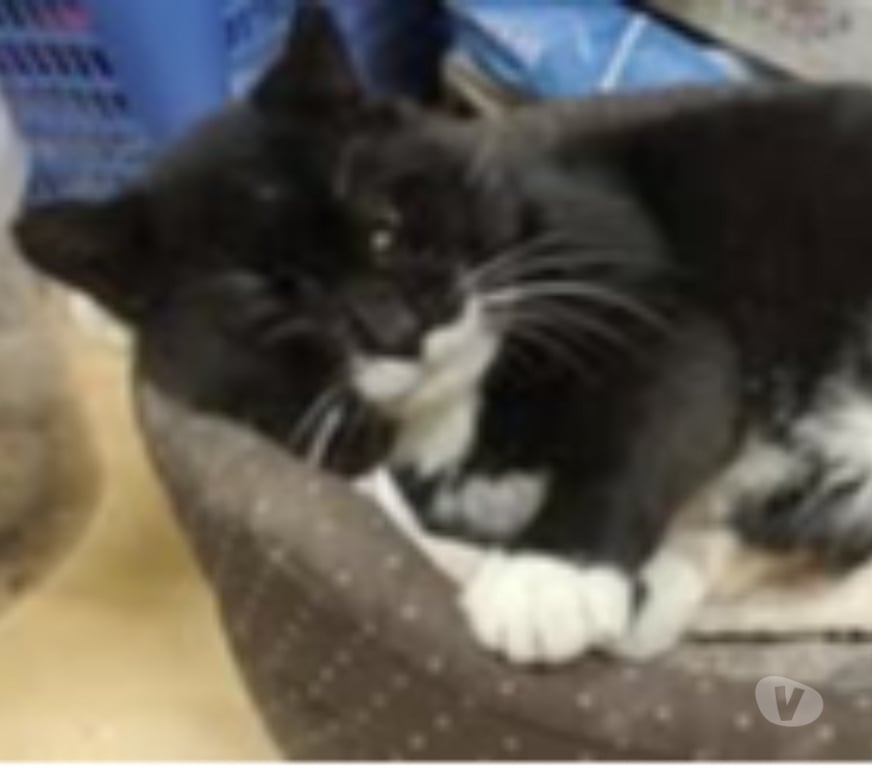 Don animaux Drôme Solerieux - 26130 - Photos Vivastreet Chat DOMINO à l adoption