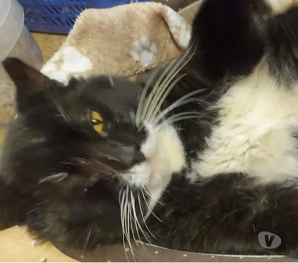 Don animaux Solerieux Drôme - Photos Vivastreet Chat DOMINO à l adoption