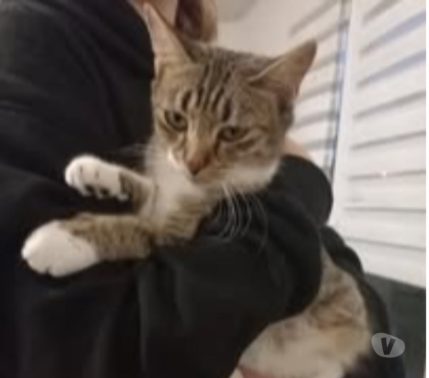 Don animaux Drôme Chateauneuf de Galaure - 26330 - Photos Vivastreet Chat ETOILE à l adoption