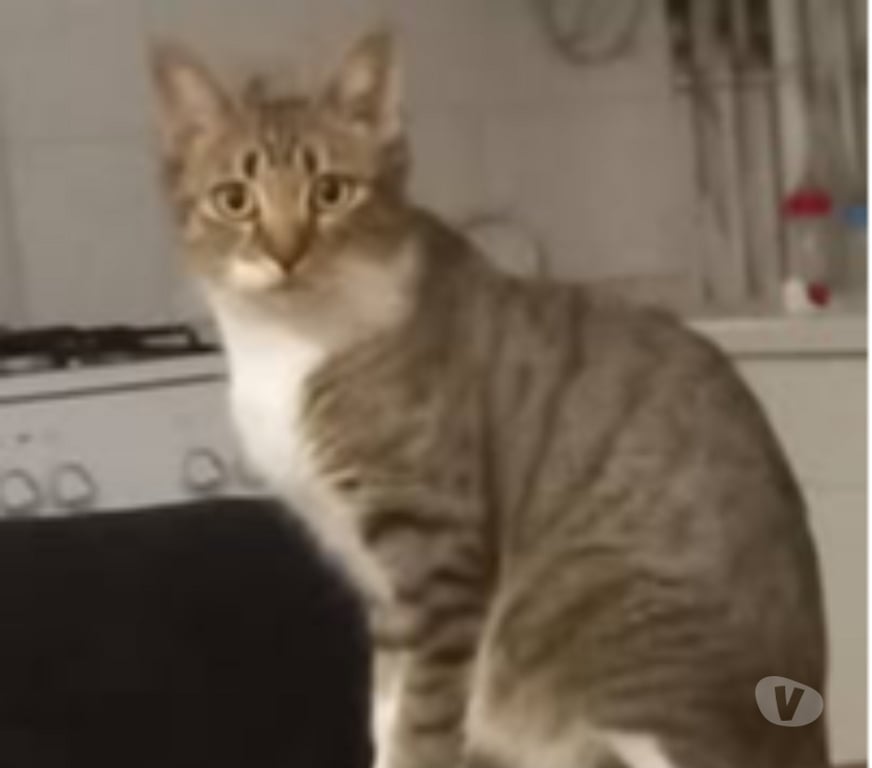 Don animaux Drôme Chateauneuf de Galaure - 26330 - Photos Vivastreet Chat ETOILE à l adoption