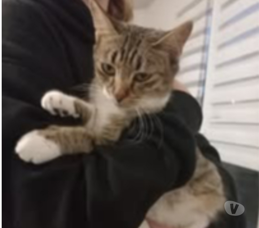 Don animaux Drôme Chateauneuf de Galaure - 26330 - Photos Vivastreet Chat ETOILE à l adoption