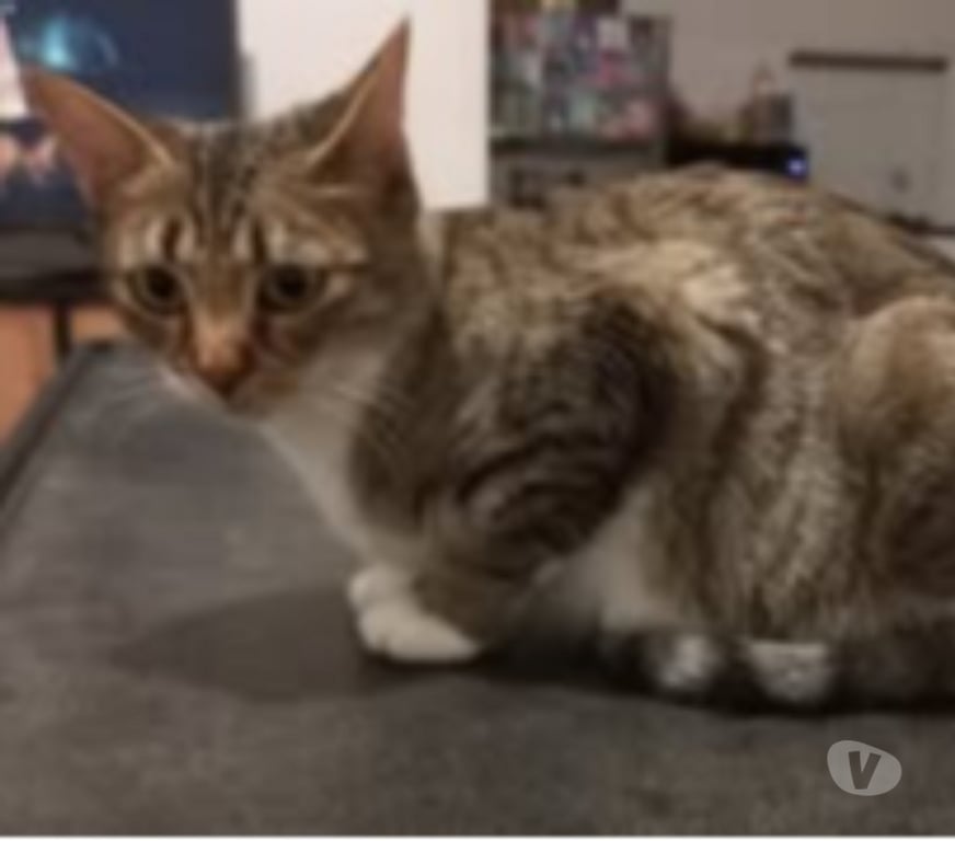 Don animaux Drôme Chateauneuf de Galaure - 26330 - Photos Vivastreet Chat ETOILE à l adoption