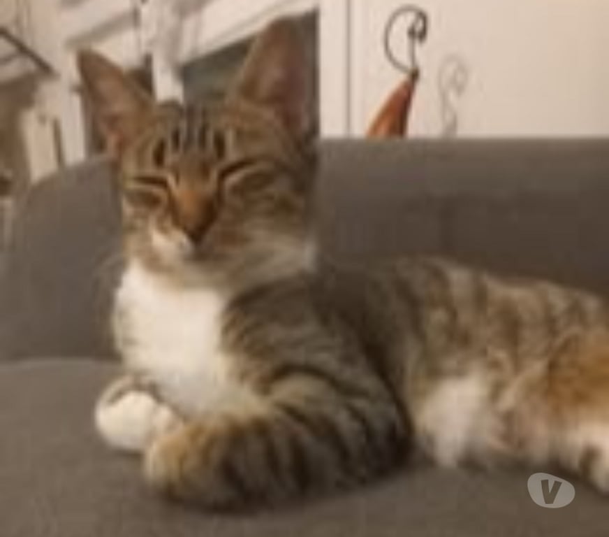 Don animaux Drôme Chateauneuf de Galaure - 26330 - Photos Vivastreet Chat ETOILE à l adoption