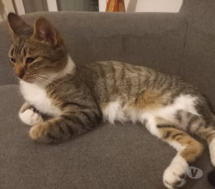 Don animaux Chateauneuf de Galaure Drôme - Photos Vivastreet Chat ETOILE à l adoption