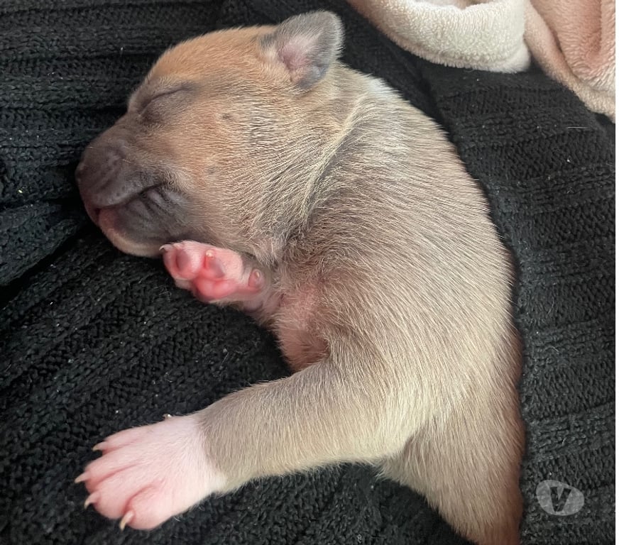 Vente Deux-Sèvres Niort - Photos Vivastreet American Staffordshire Terrier née le 29 10 2025