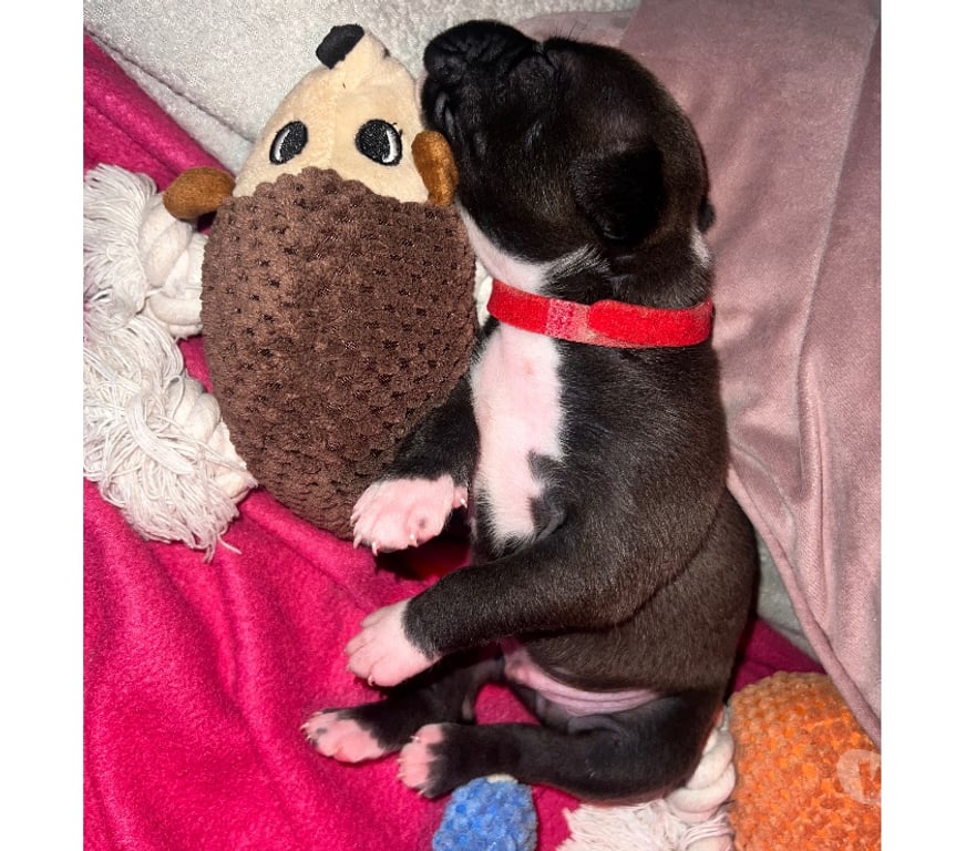 Vente Deux-Sèvres Niort - Photos Vivastreet American Staffordshire Terrier née le 29 10 2025