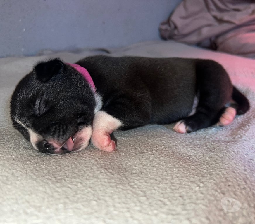 Vente Deux-Sèvres Niort - Photos Vivastreet American Staffordshire Terrier née le 29 10 2025