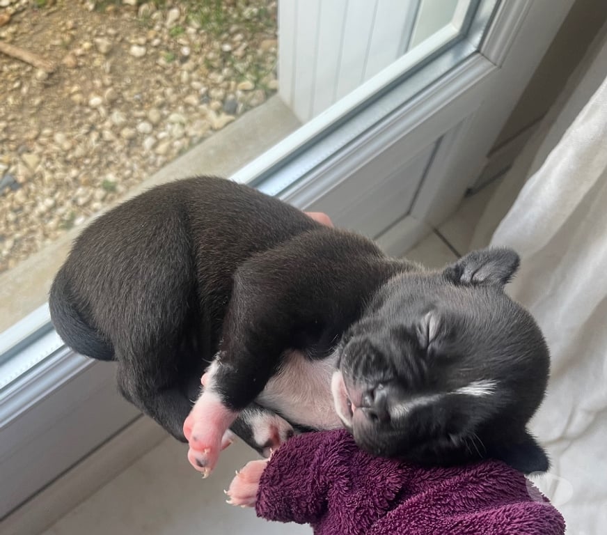 Vente Deux-Sèvres Niort - Photos Vivastreet American Staffordshire Terrier née le 29 10 2025